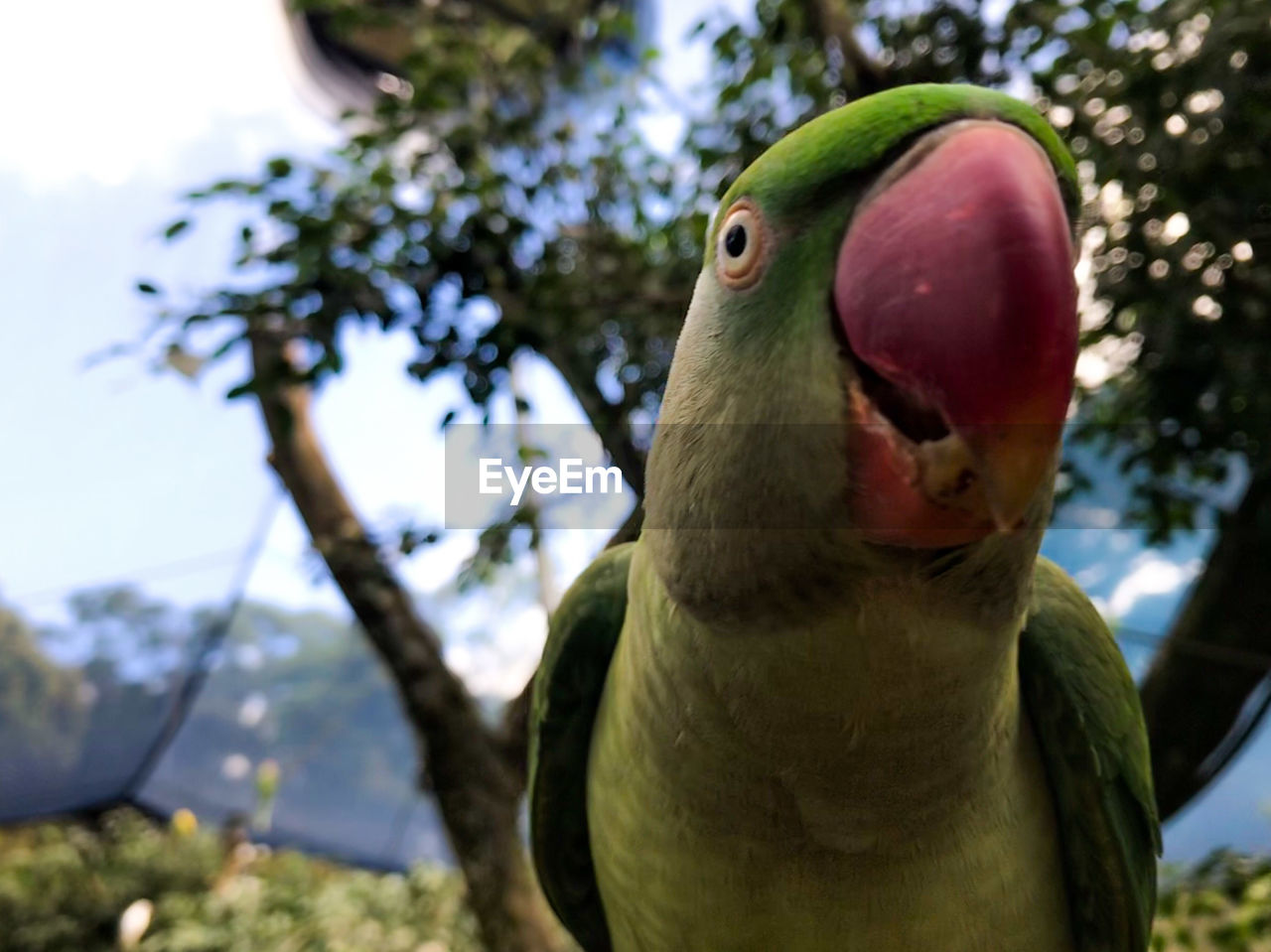 pet, animal themes, animal, bird, parrot, one animal, green, animal wildlife, beak, tree, wildlife, nature, focus on foreground, close-up, parakeet, animal body part, no people, plant, outdoors, day, lovebird, portrait, perching