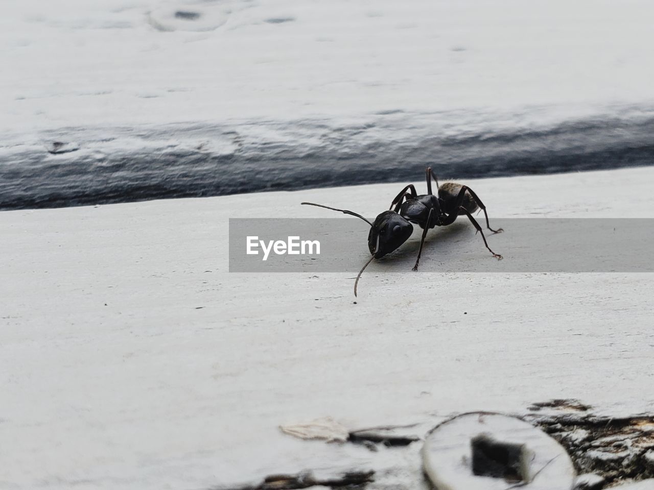 HIGH ANGLE VIEW OF INSECT ON LAND