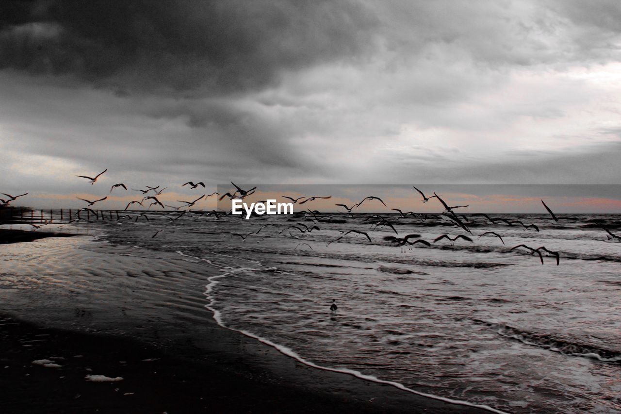 Flock of birds flying at beach against cloudy sky