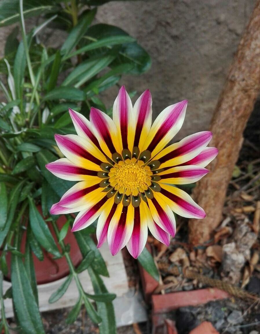 CLOSE-UP OF FLOWER BLOOMING