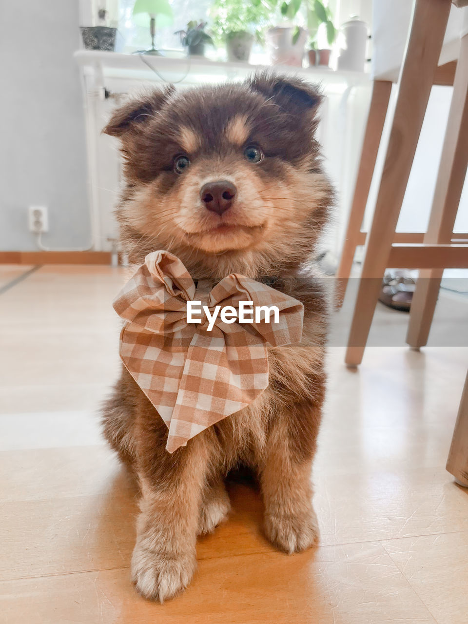 portrait of dog on floor