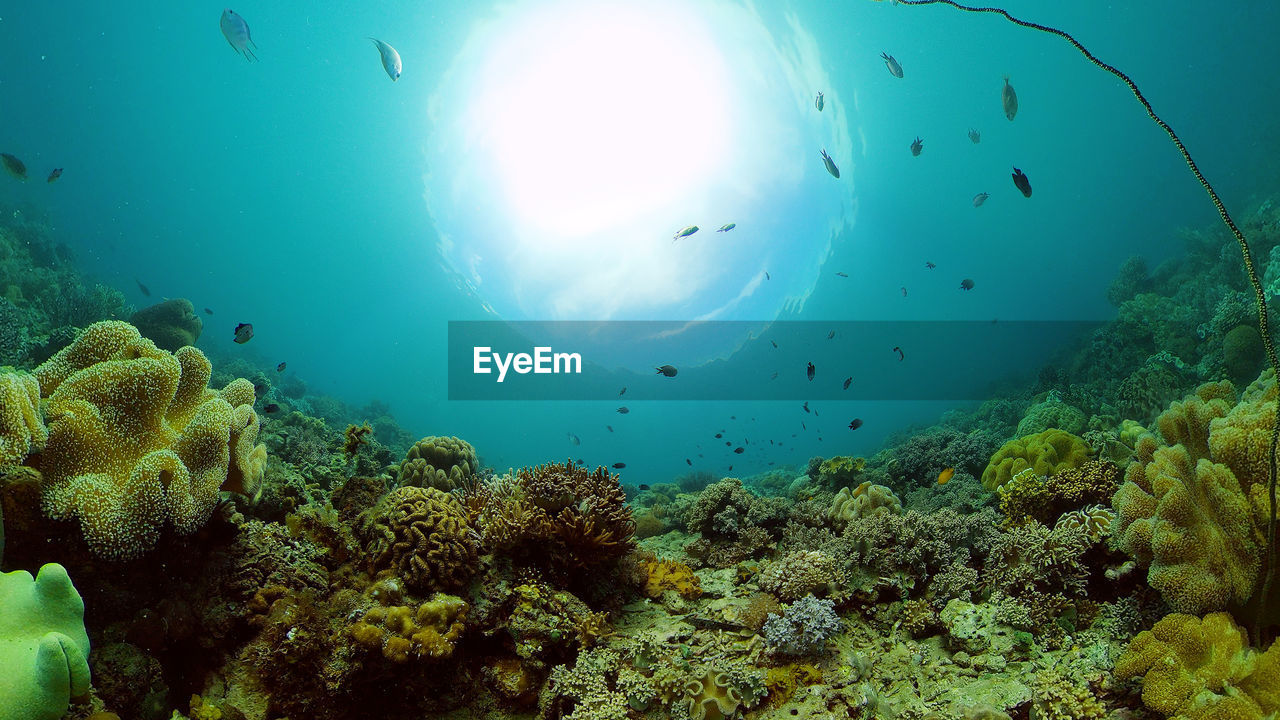 Tropical fishes on coral reef, underwater scene. colourful tropical coral reef. scene reef. 