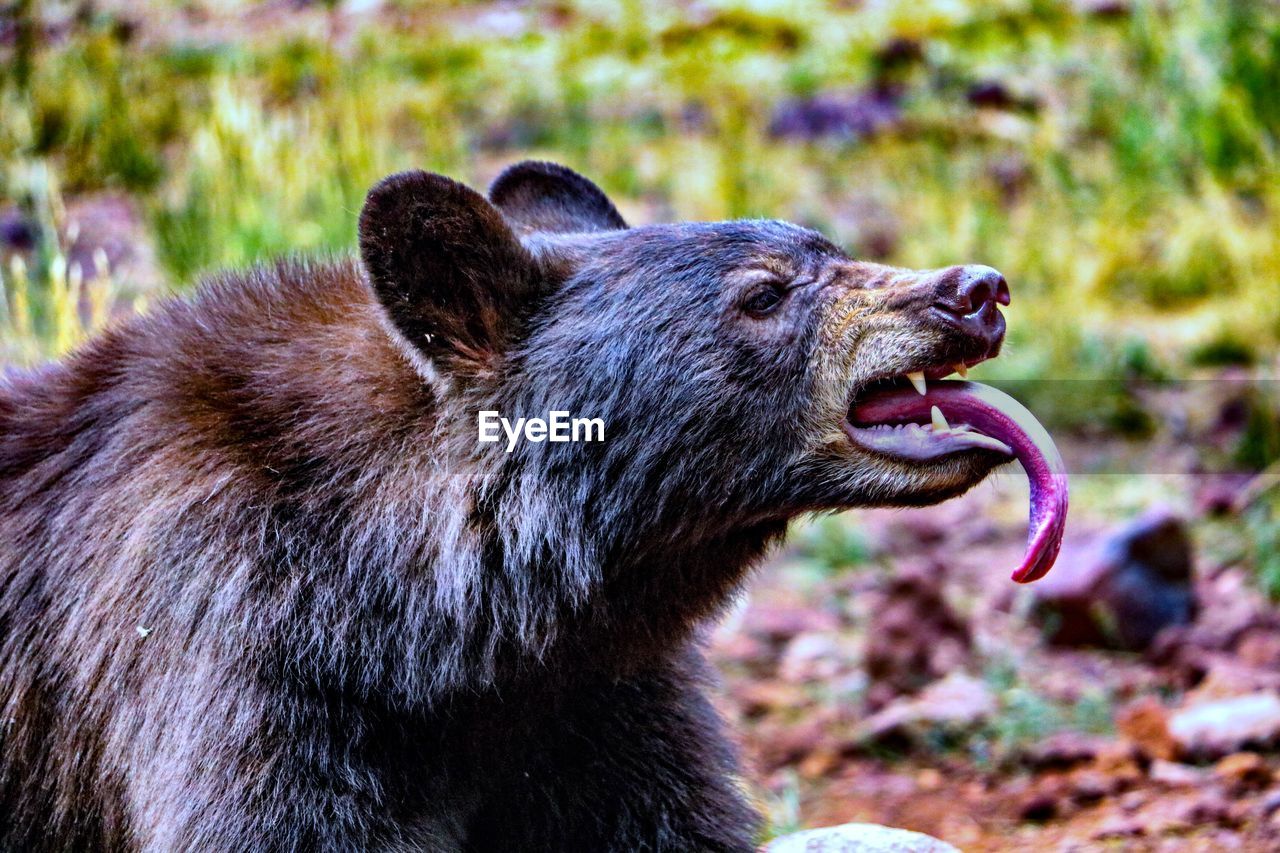 Close-up of an bear 