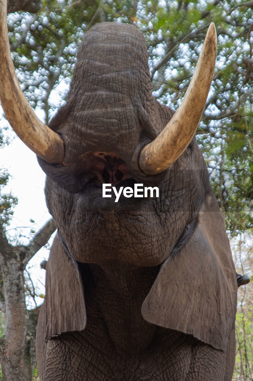 animal themes, animal, animal wildlife, mammal, indian elephant, one animal, tree, animal body part, wildlife, plant, horn, elephant, no people, nature, low angle view, animal head, tusk, front view, portrait, day, outdoors, safari, zoo, travel destinations, trunk, looking at camera