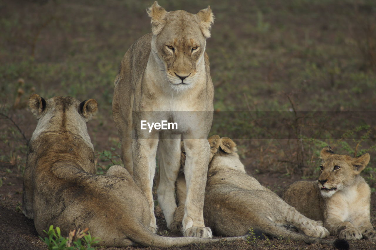 Mother lion with babies. mother stands and watches the children.