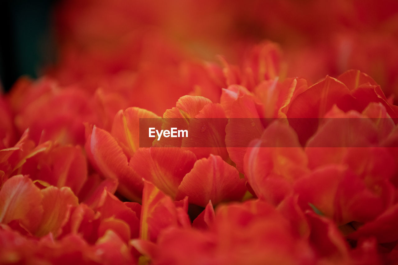 CLOSE-UP OF PINK ROSE FLOWER