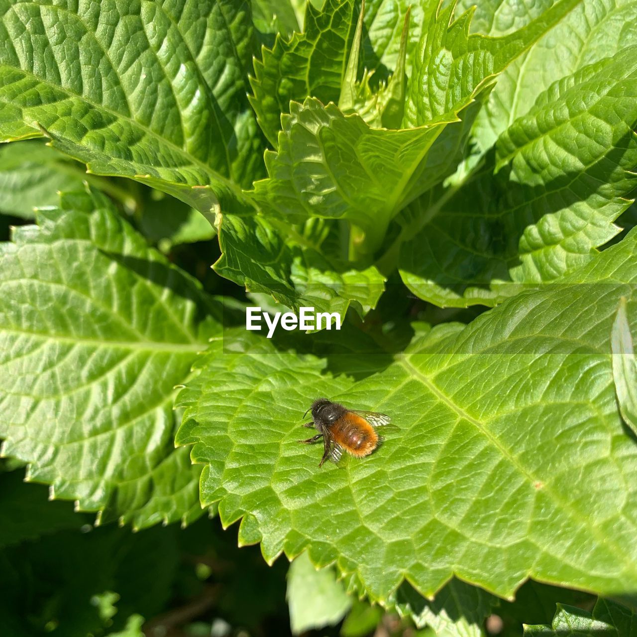 HIGH ANGLE VIEW OF INSECT ON LEAF