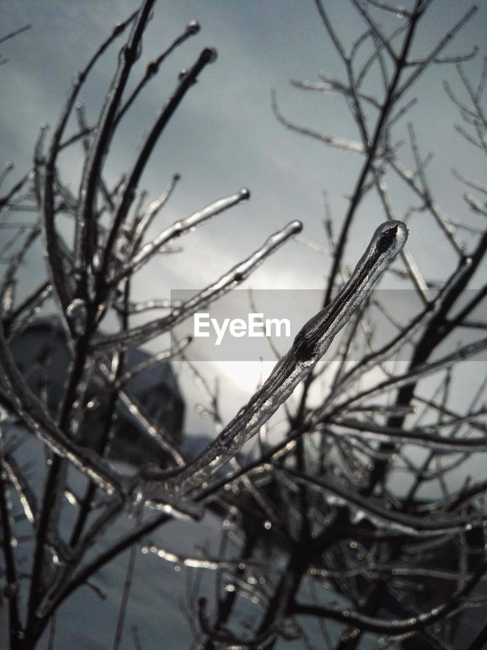 Tb to Winter 2016/17 Austria Winter Bare Tree Nature Snow Cold Temperature Branch No People Outdoors Tree Frozen Plant Beauty In Nature Photography Tranquility Makro Makro_collection Makro Photography Nature Sky Day Scenics Tranquil Scene Weather The Mobile Photographer - 2019 EyeEm Awards