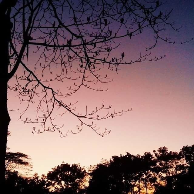 SILHOUETTE TREES AGAINST SKY AT SUNSET