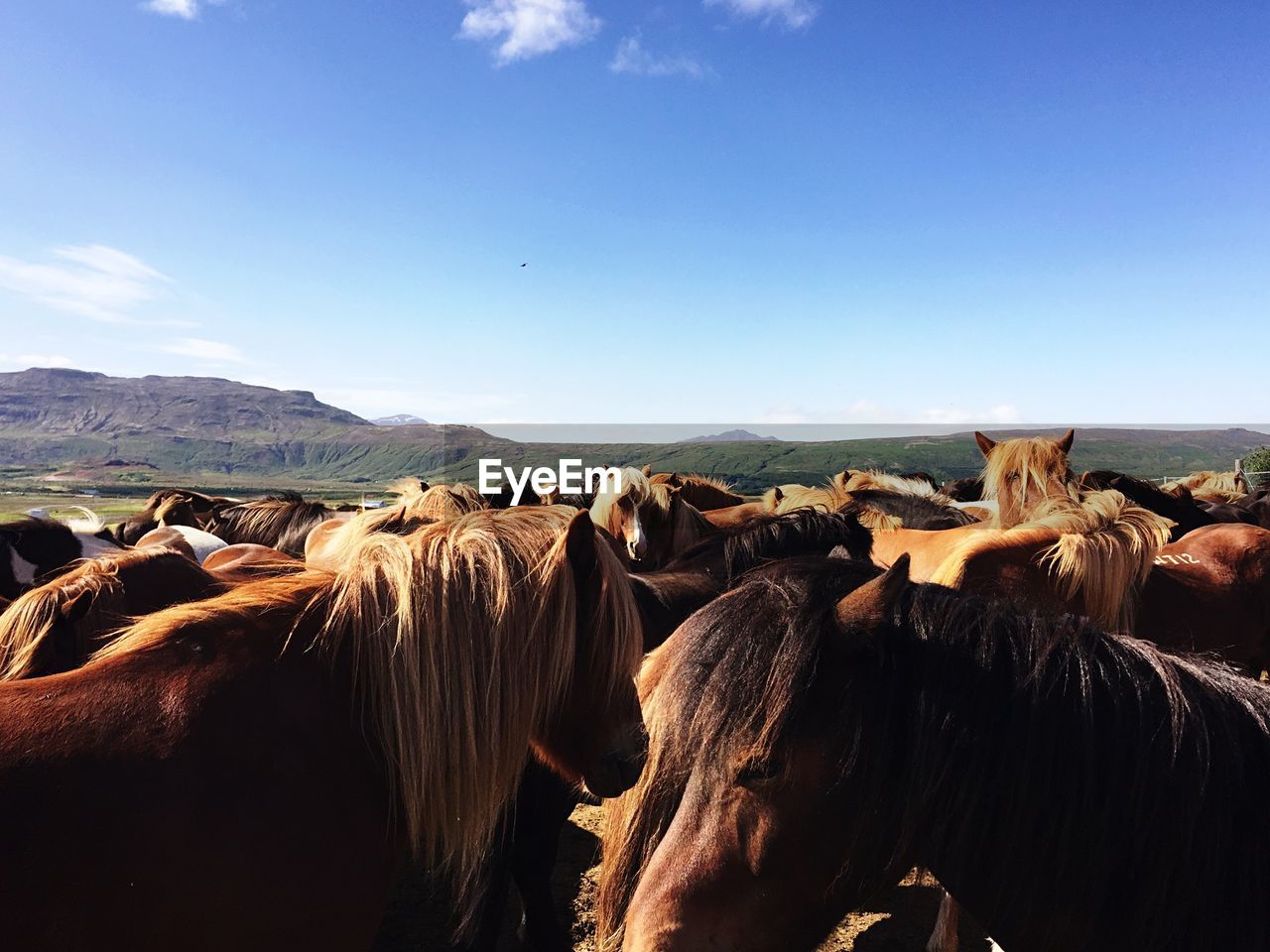 Horses standing in pen against sky