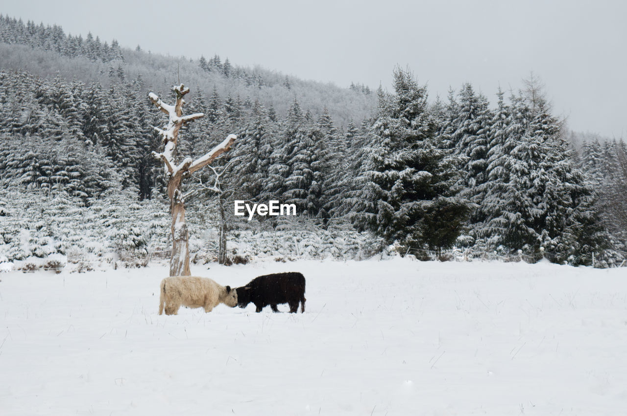 Highland cattles standing on snow field against trees during winter