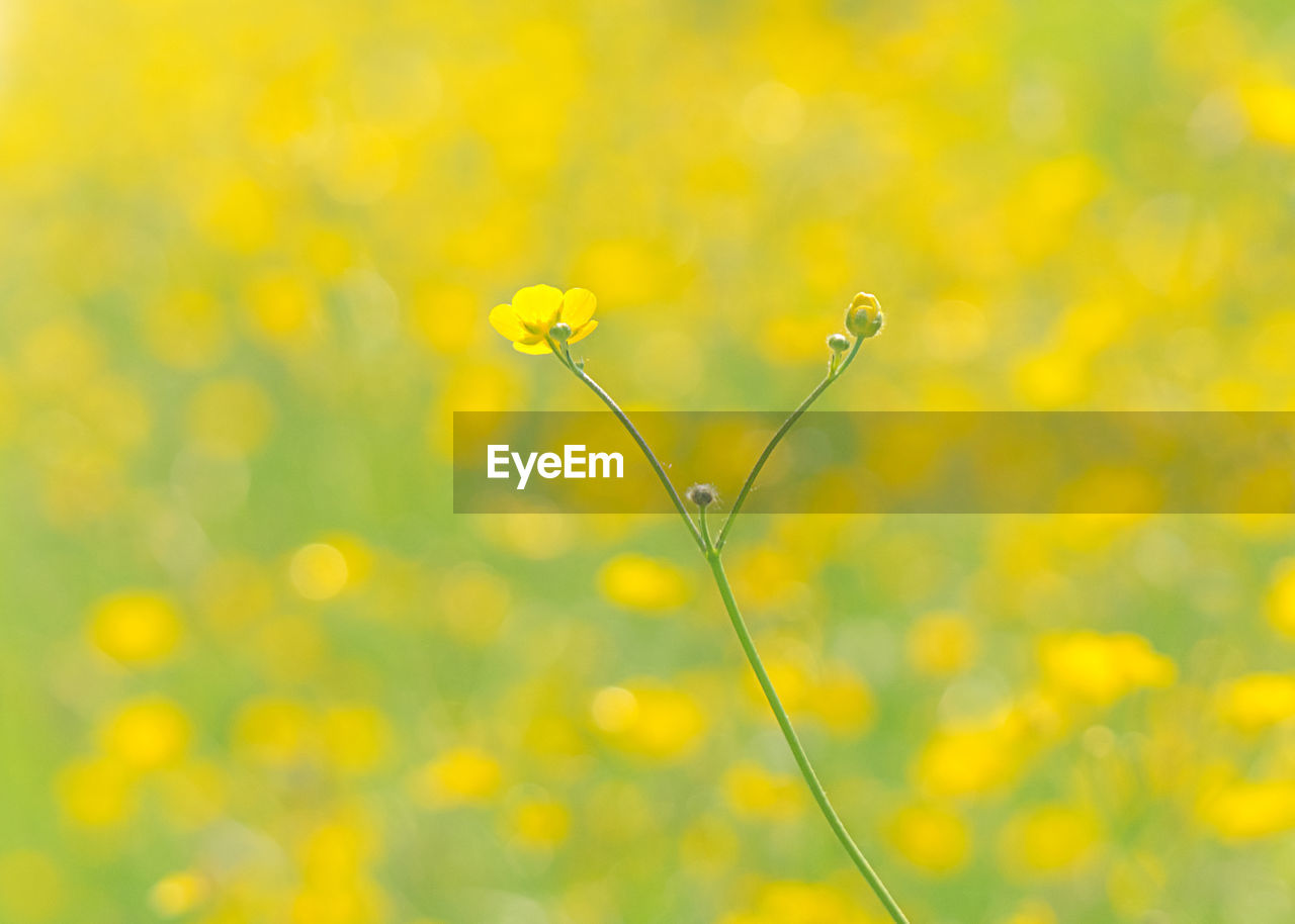 CLOSE-UP OF YELLOW FLOWERING PLANT