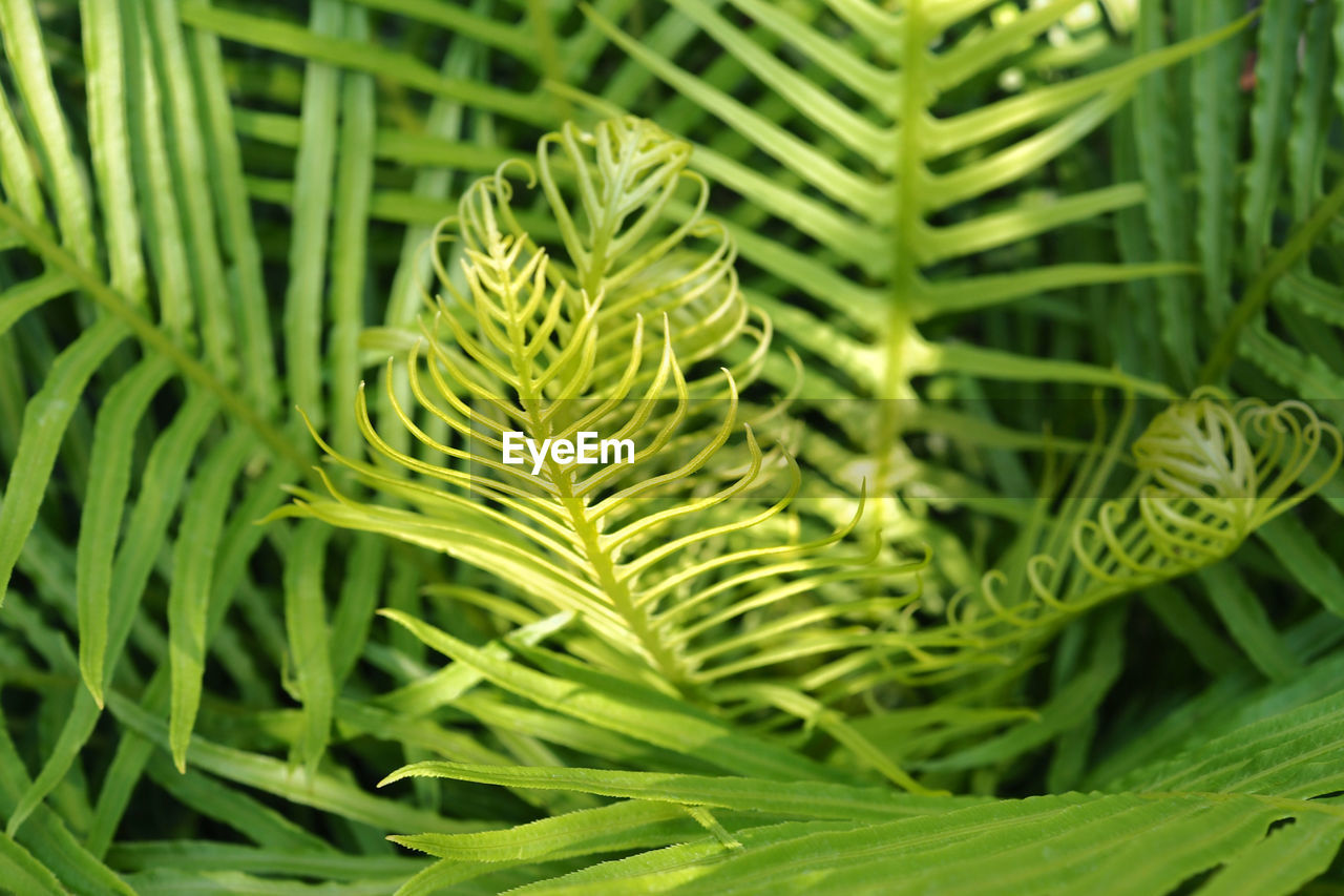 Close-up of fern leaves