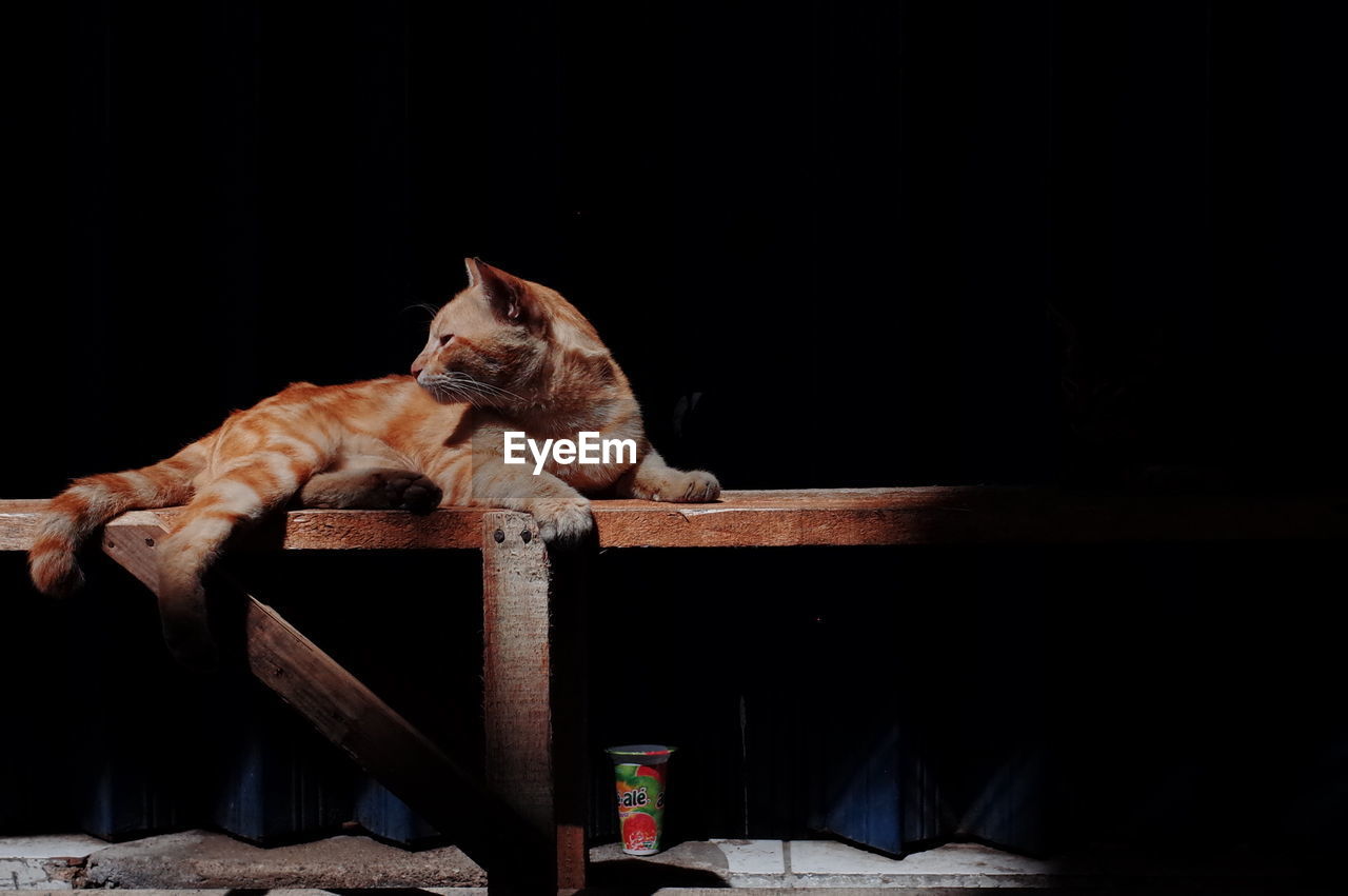 CAT RESTING ON TABLE AGAINST BLACK BACKGROUND