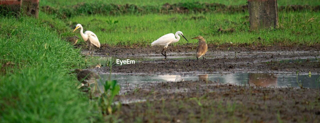 VIEW OF BIRDS ON THE LAND