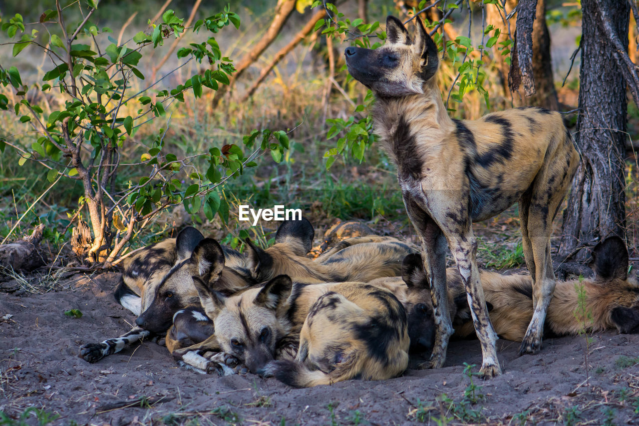 African wild dogs on dirt