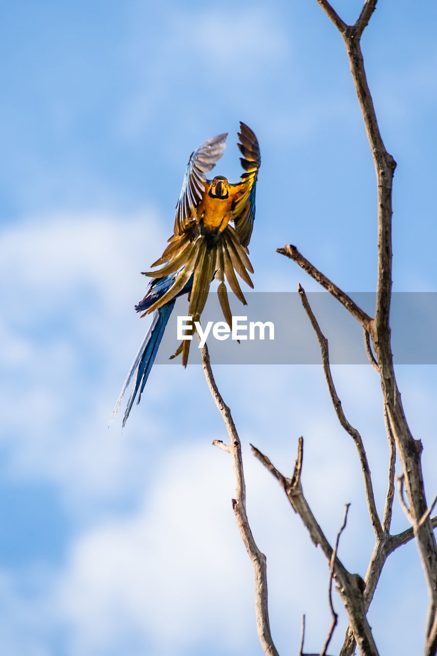 Low angle view of bird perching on a tree