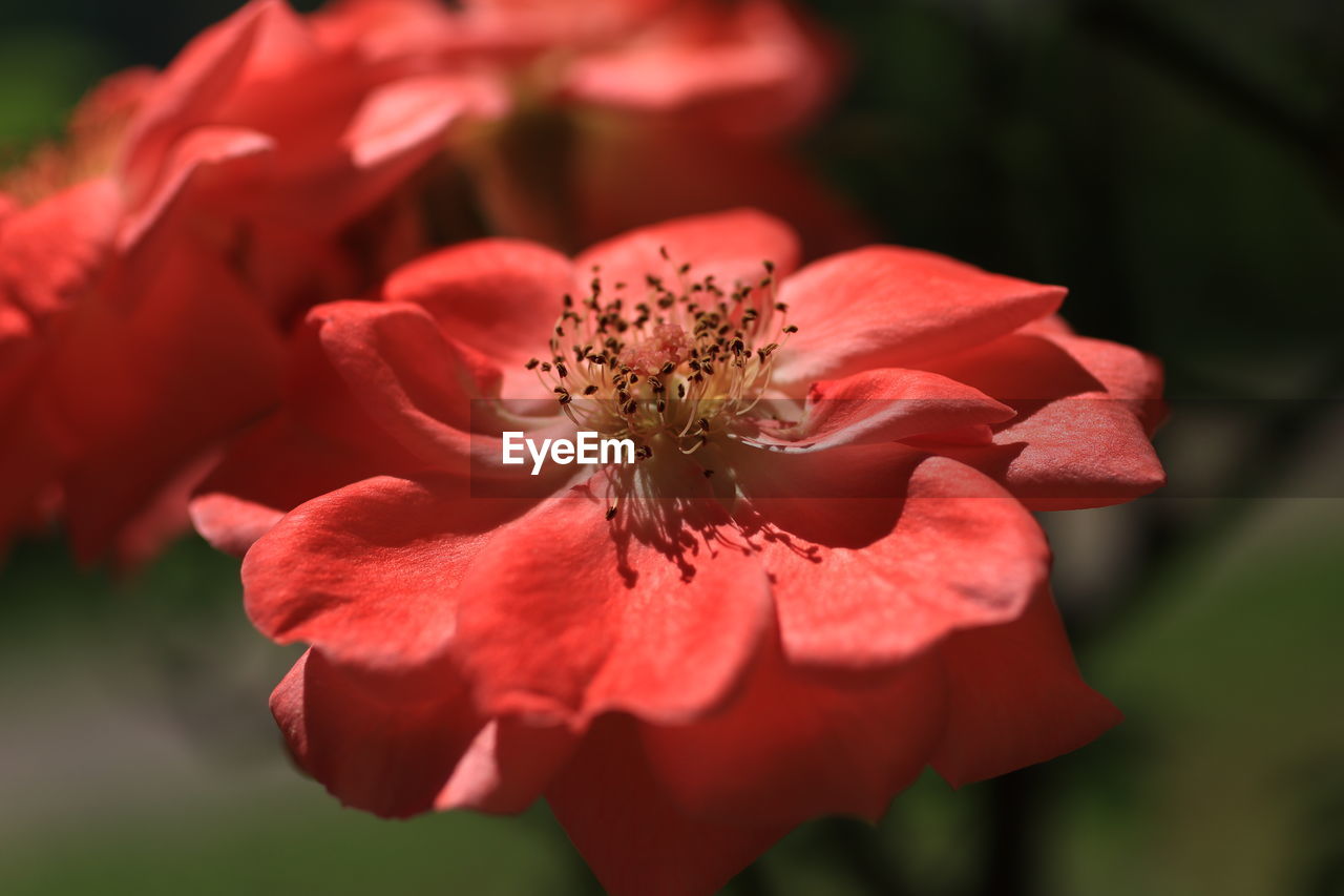 Close-up of red flower