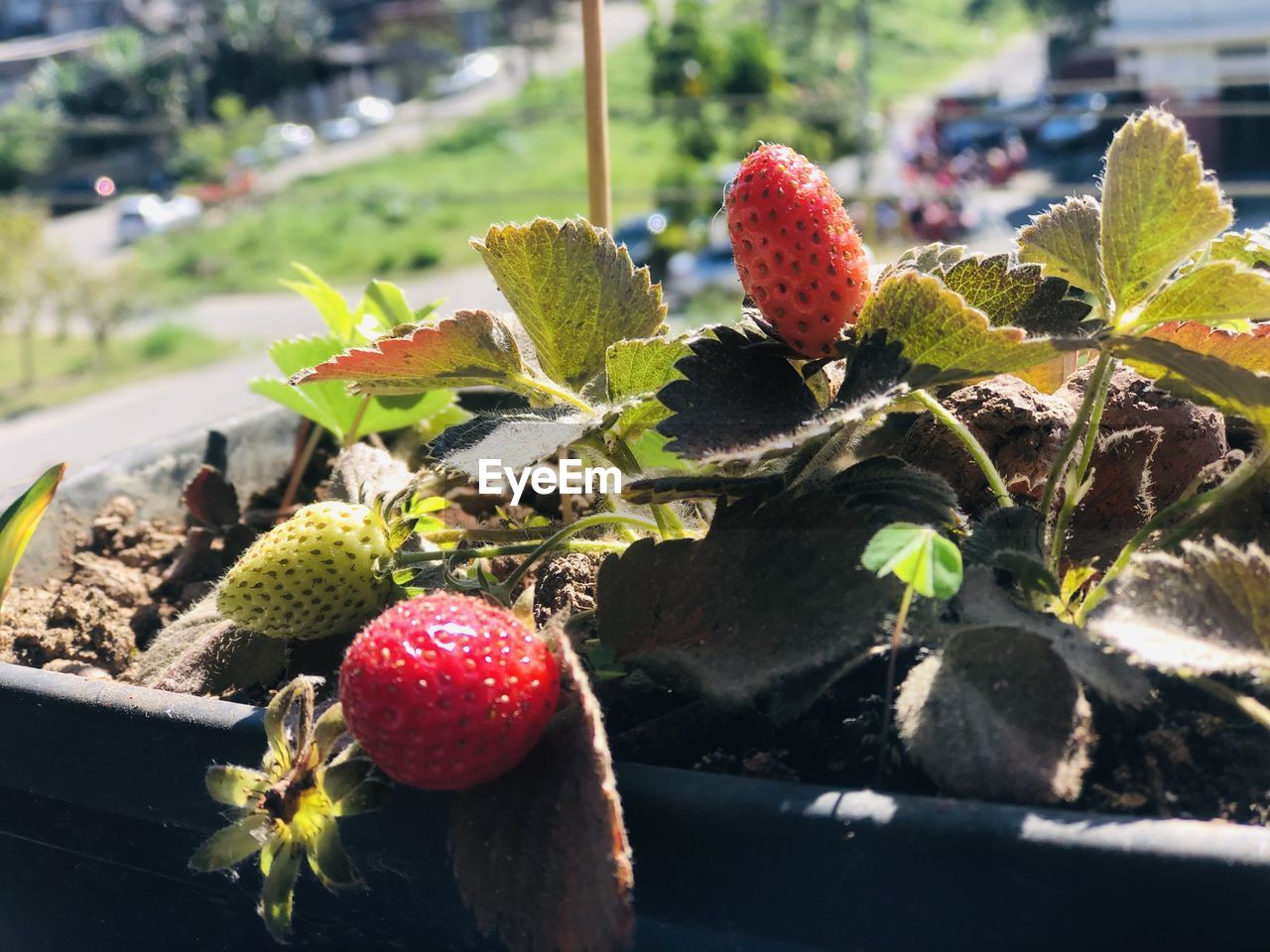 CLOSE-UP OF STRAWBERRIES