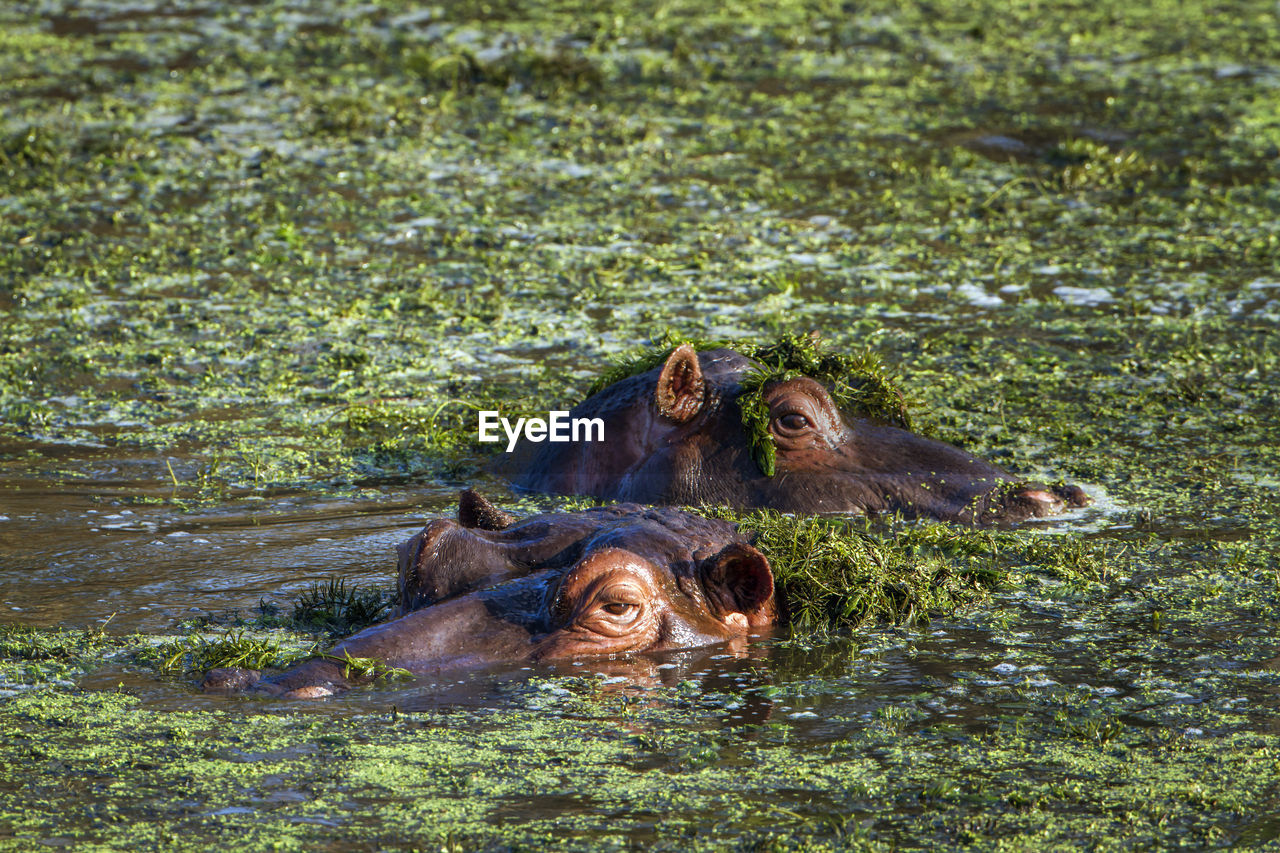 High angle view of hippopotamus swimming in lake