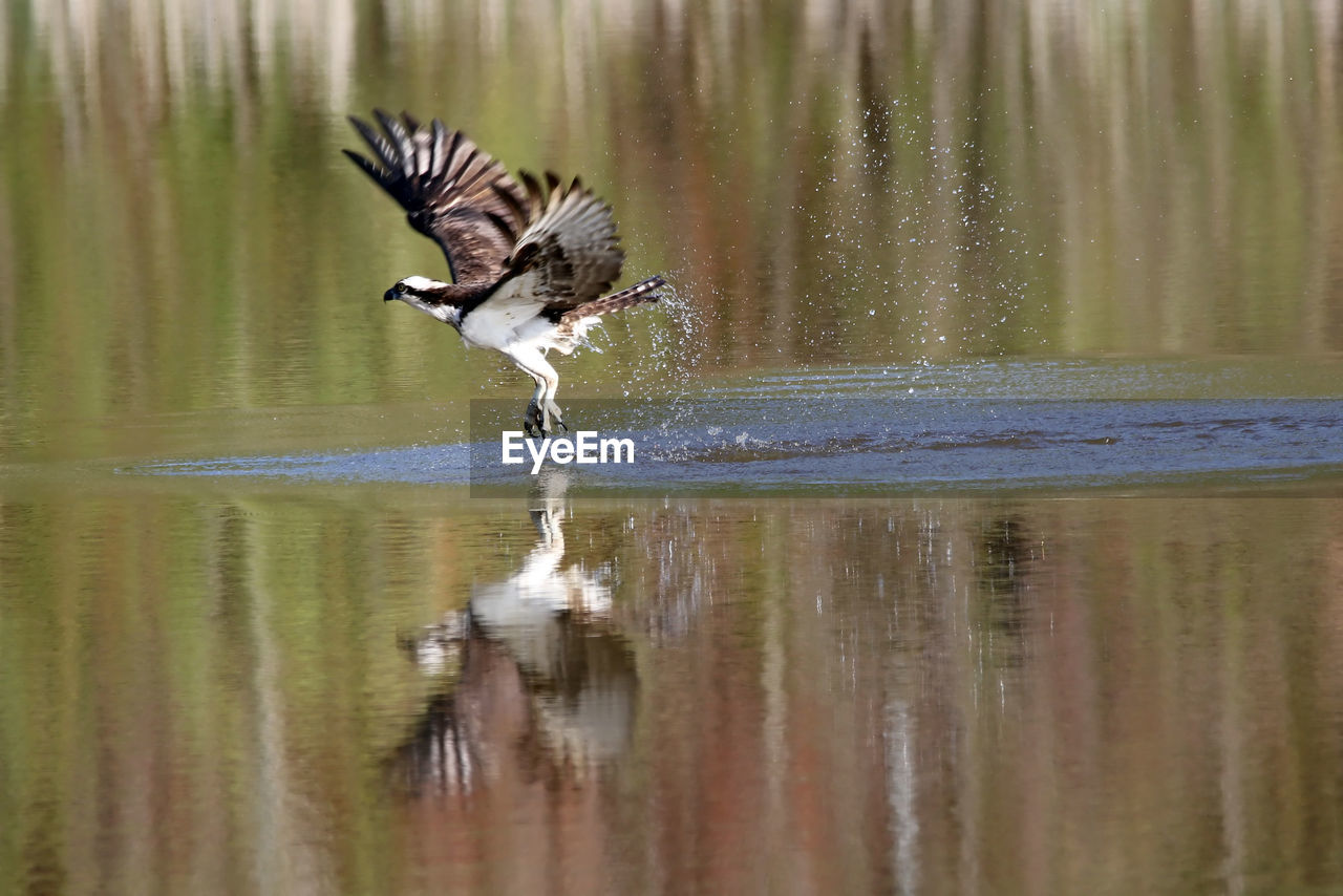 Bird flying over lake