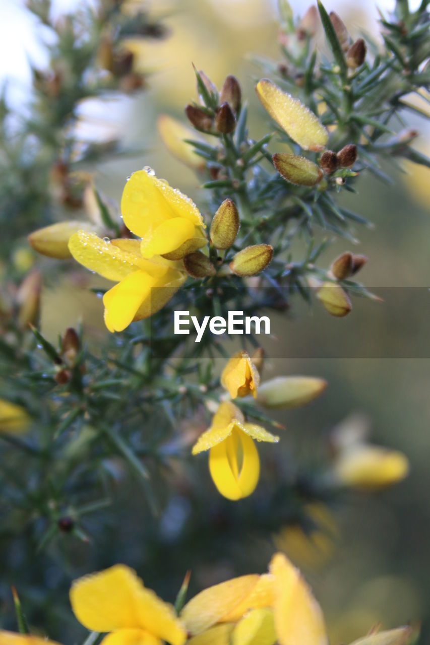 Close-up of yellow flowers