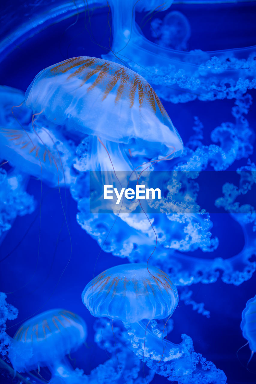 close-up of jellyfish in sea
