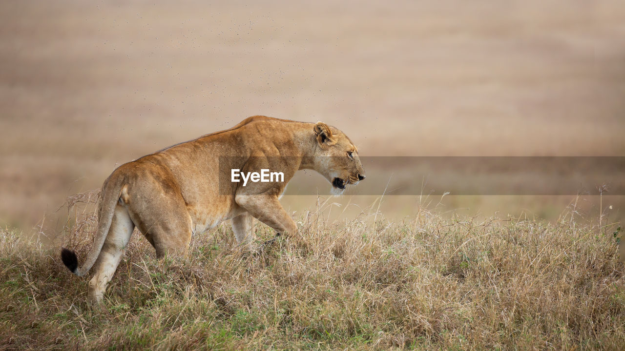 VIEW OF A CAT ON FIELD