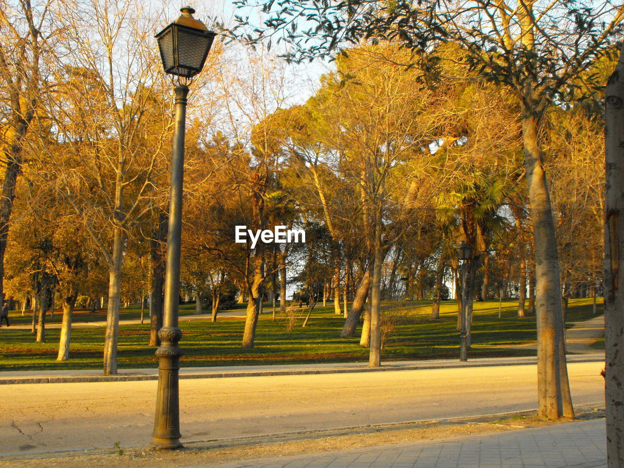 TREES IN PARK DURING AUTUMN