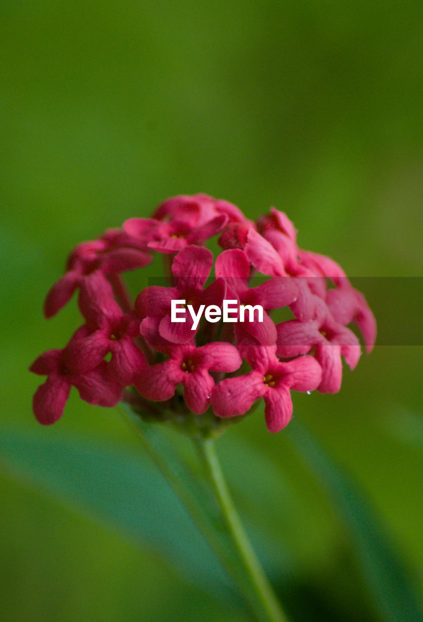 Close-up shot of a wild red santan in the afternoon on a green background