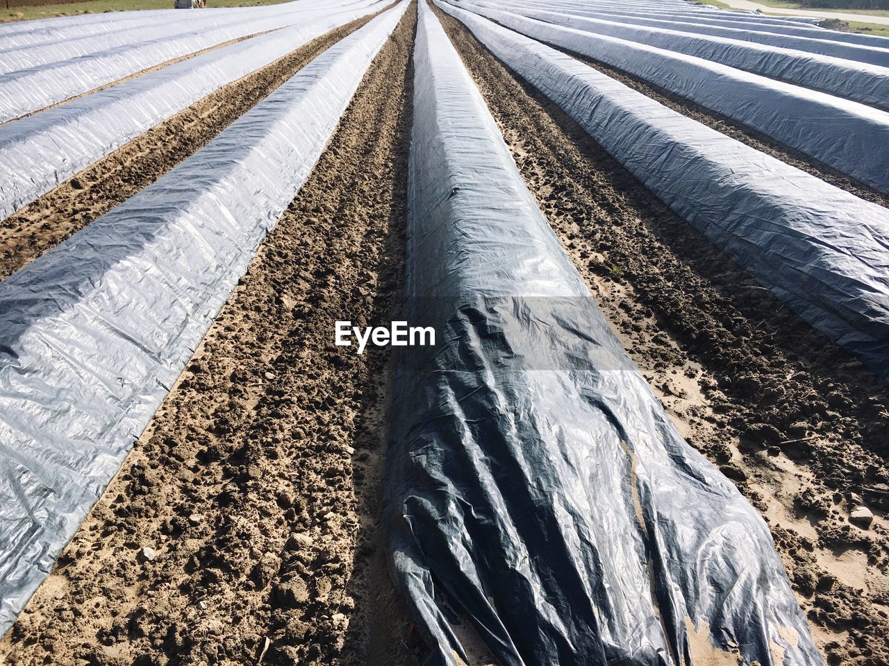 Asparagus covered with plastic on field