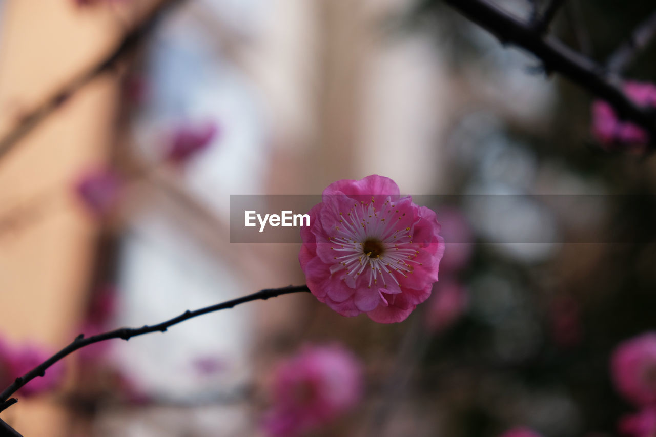 CLOSE-UP OF FRESH PINK FLOWER BLOOMING IN PARK