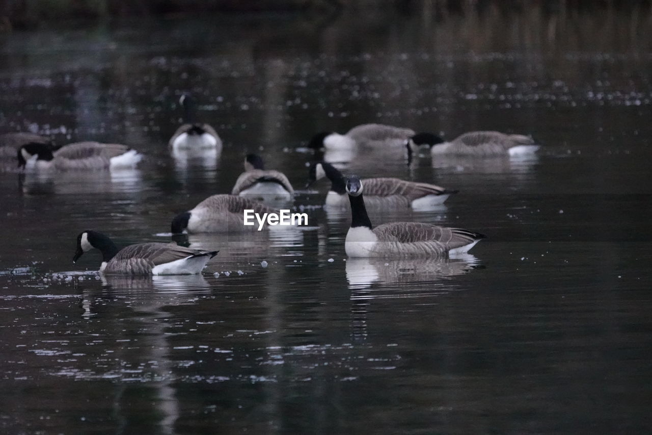DUCKS SWIMMING ON LAKE