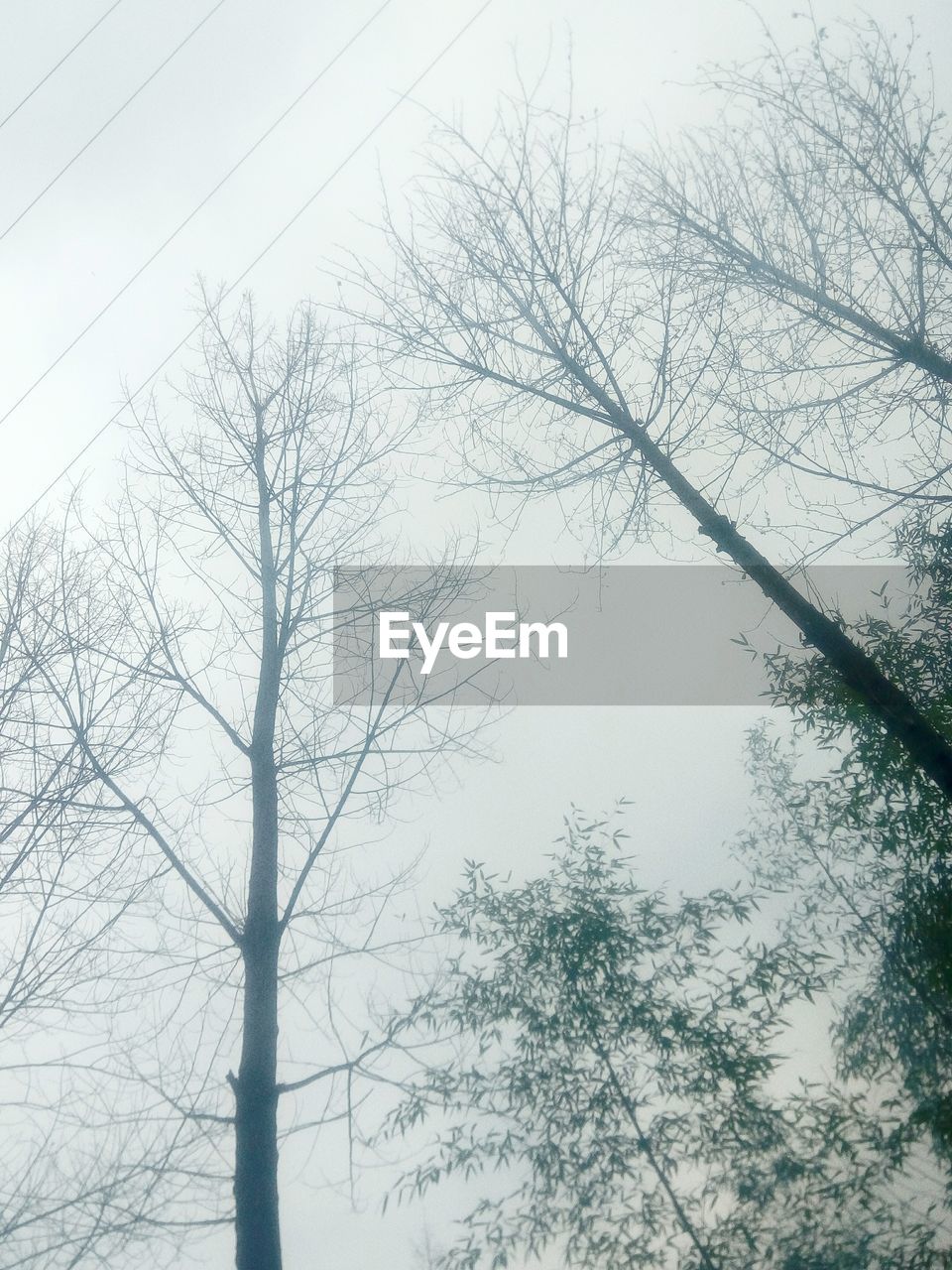 LOW ANGLE VIEW OF TREE AGAINST SKY