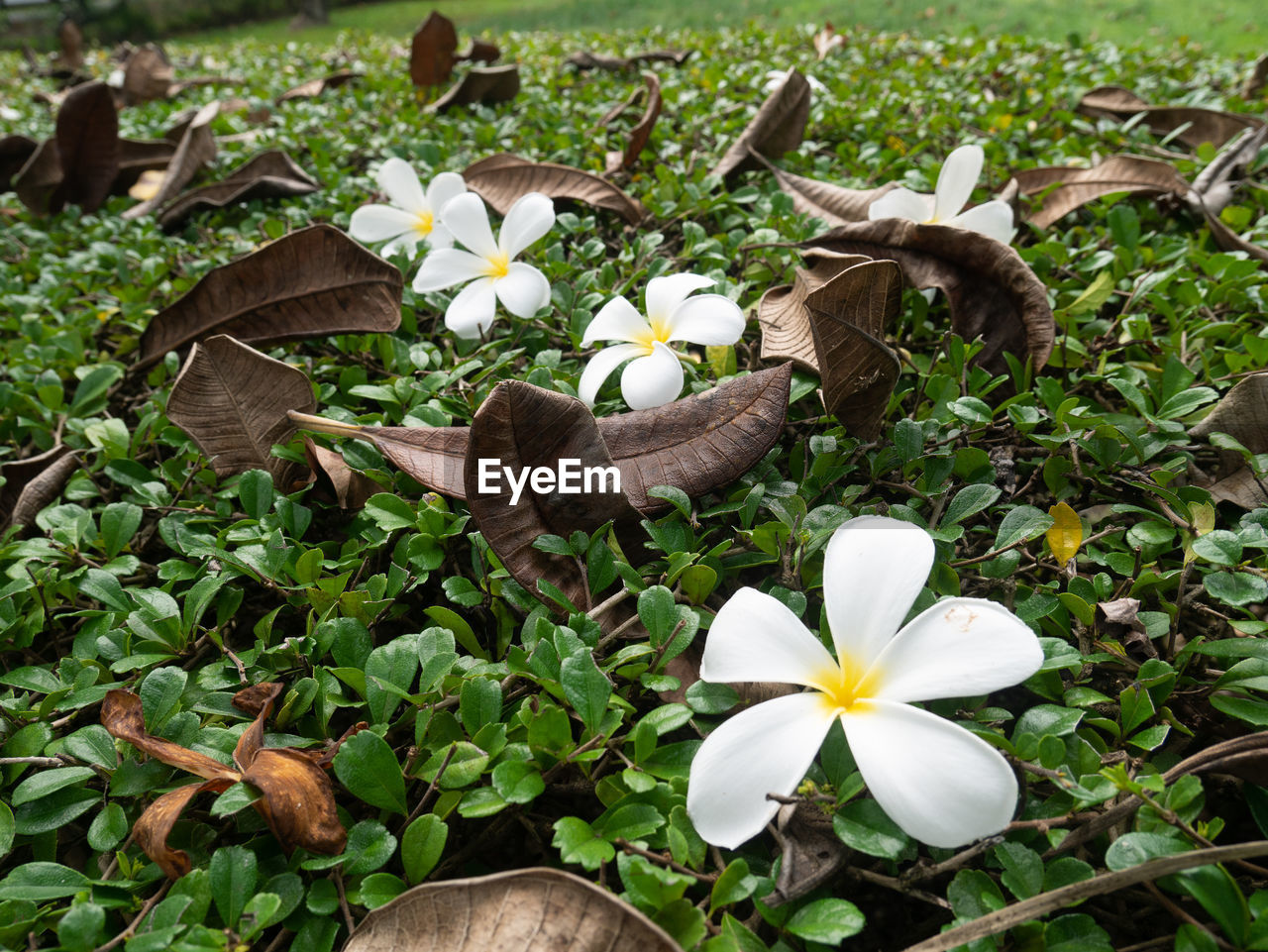 WHITE FLOWERING PLANTS ON FIELD