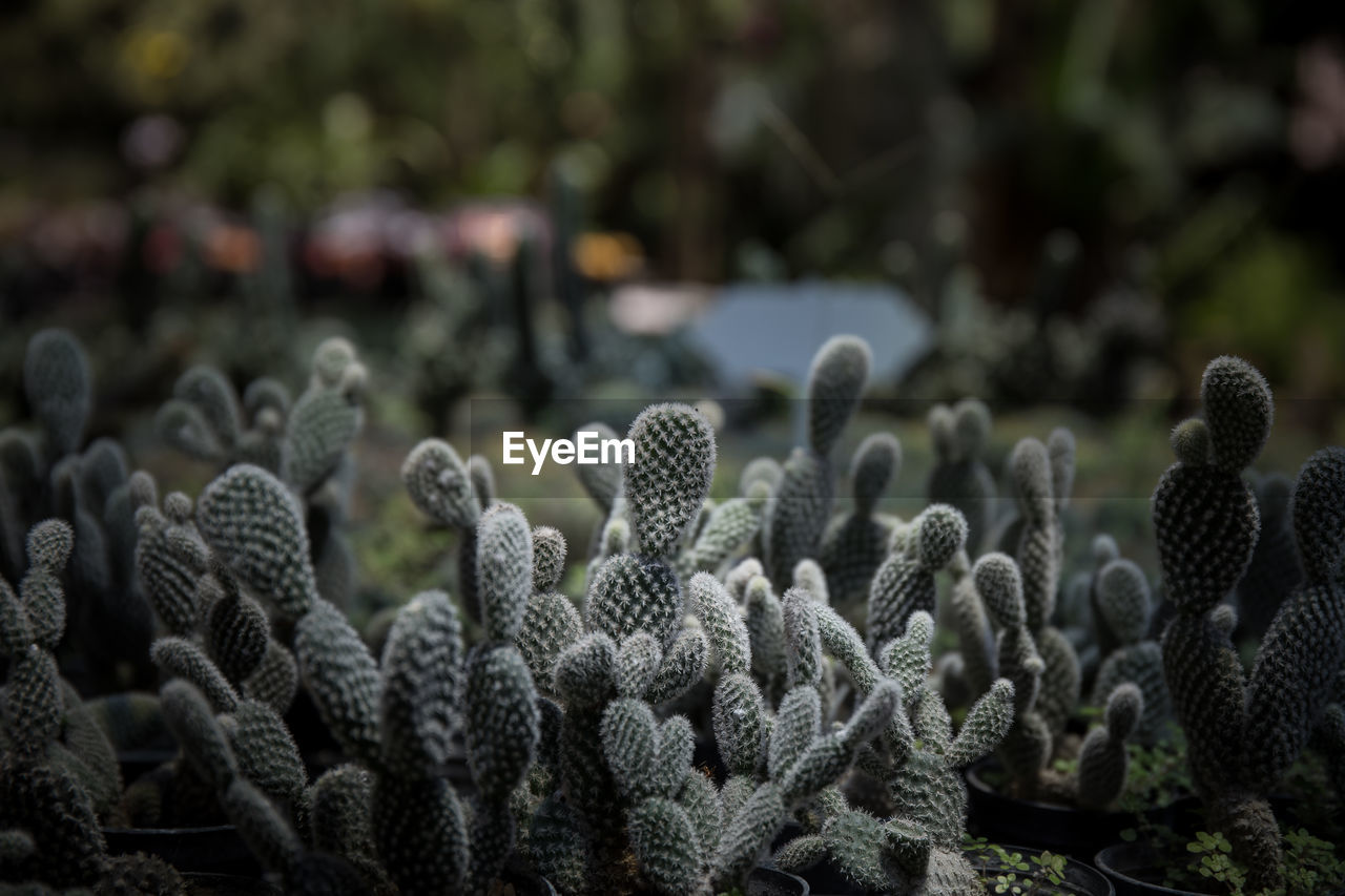 Cacti growing on land