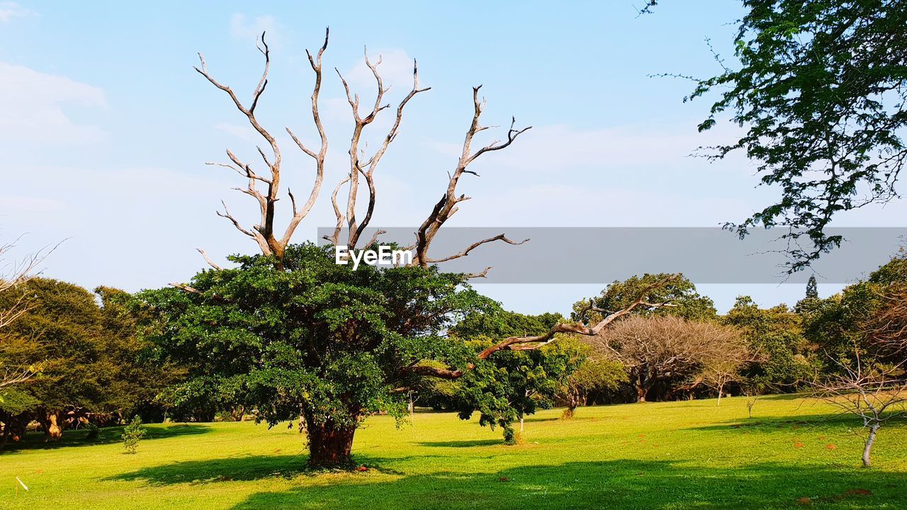 Trees on field against sky