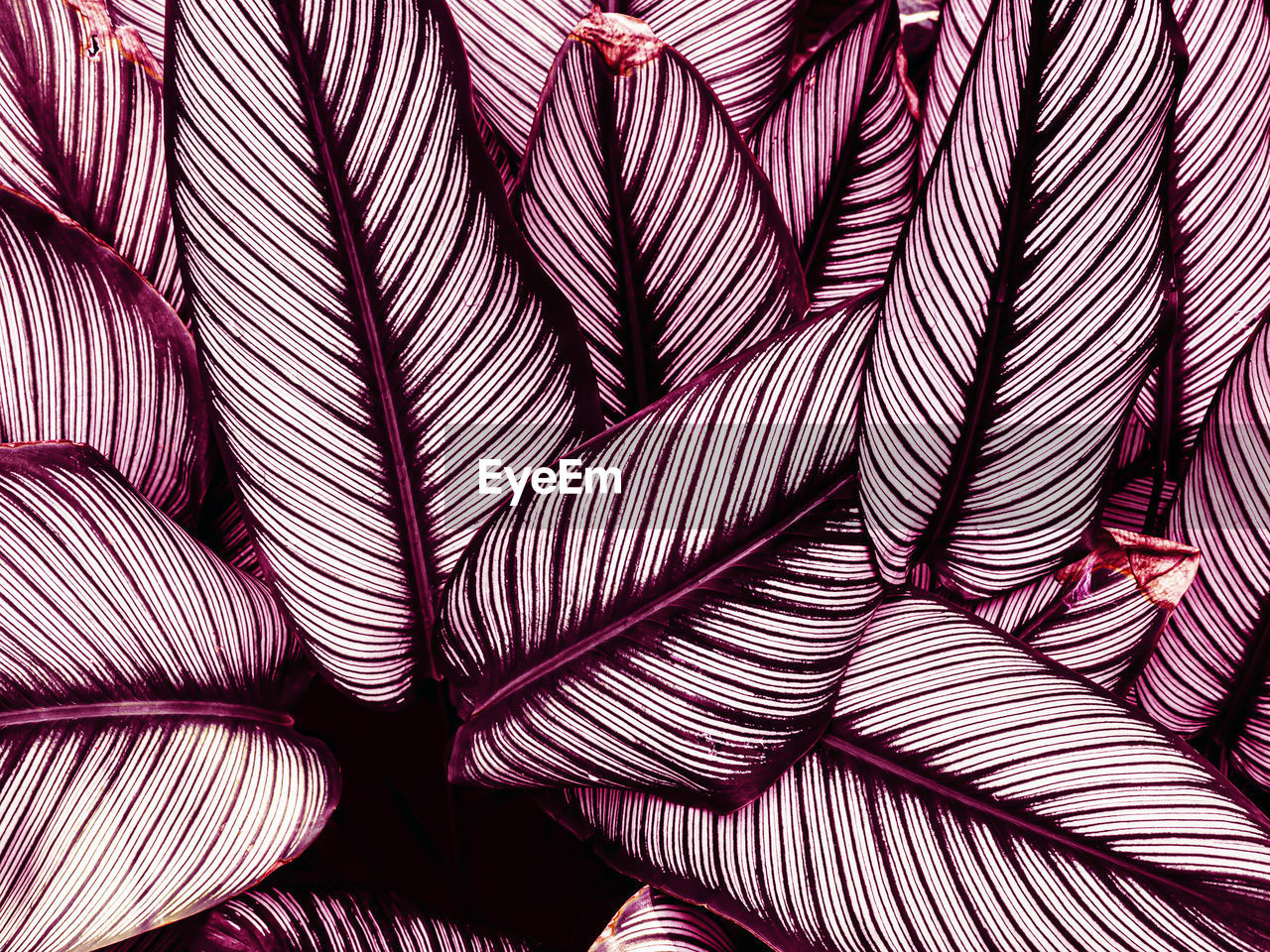 Abstract white background, detail of tropical foliage, toned process