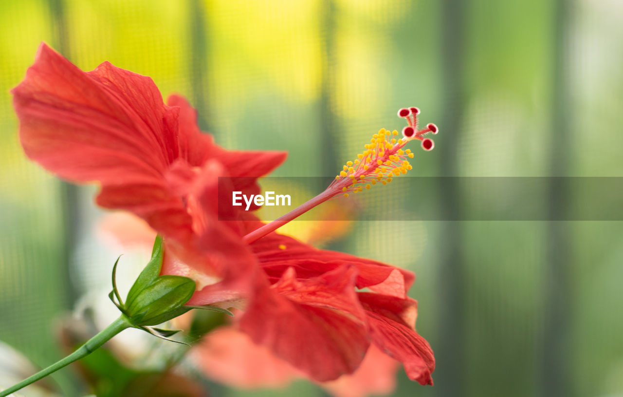 Close-up of red hibiscus flower