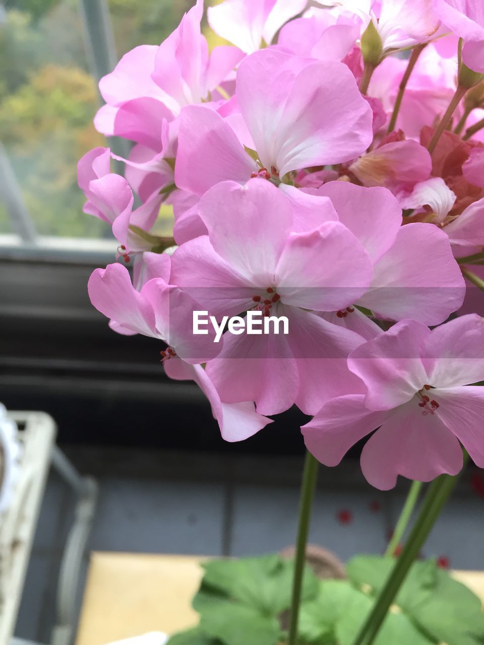 CLOSE-UP OF PINK ORCHID FLOWER