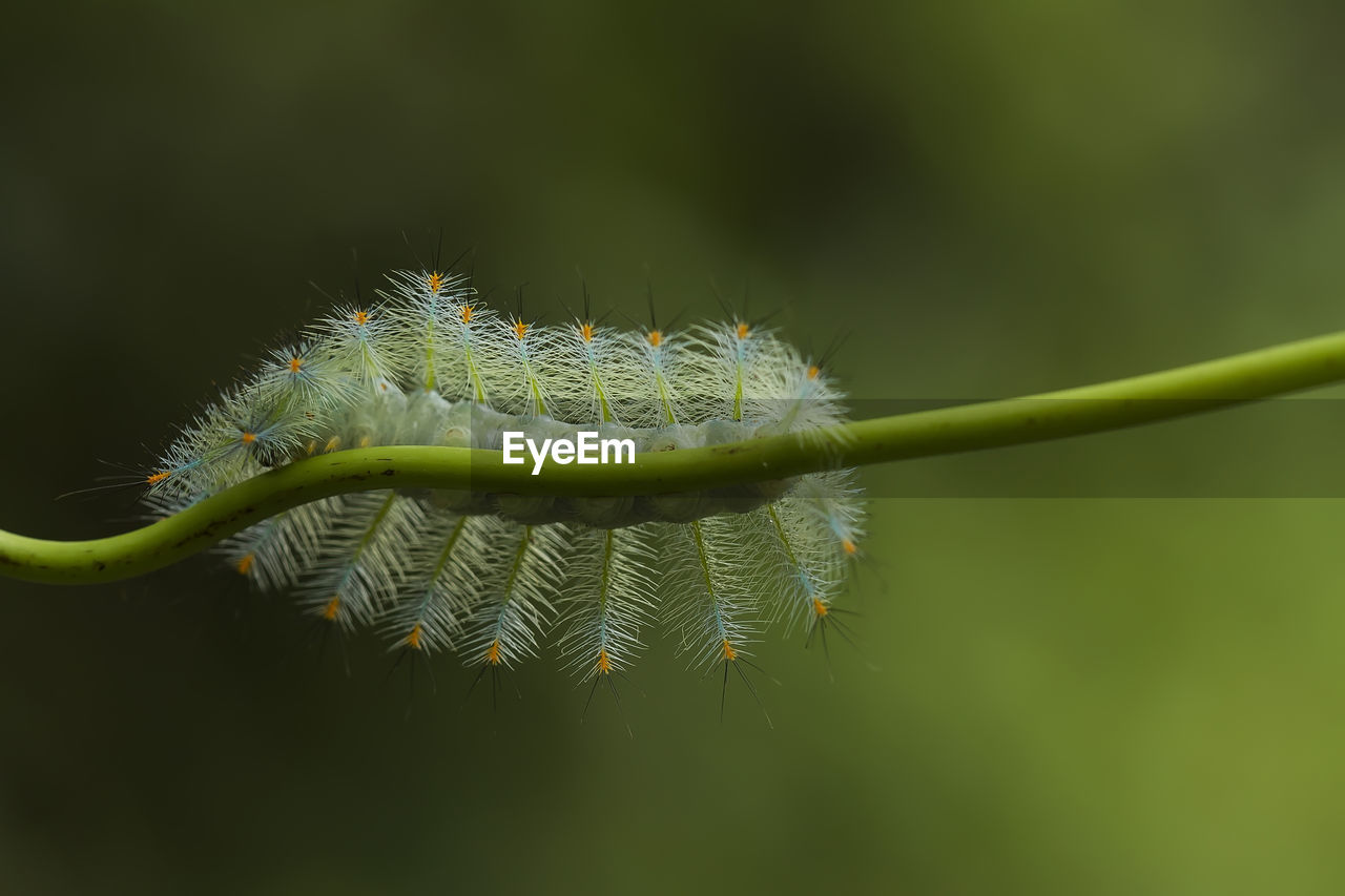 Close-up of fern