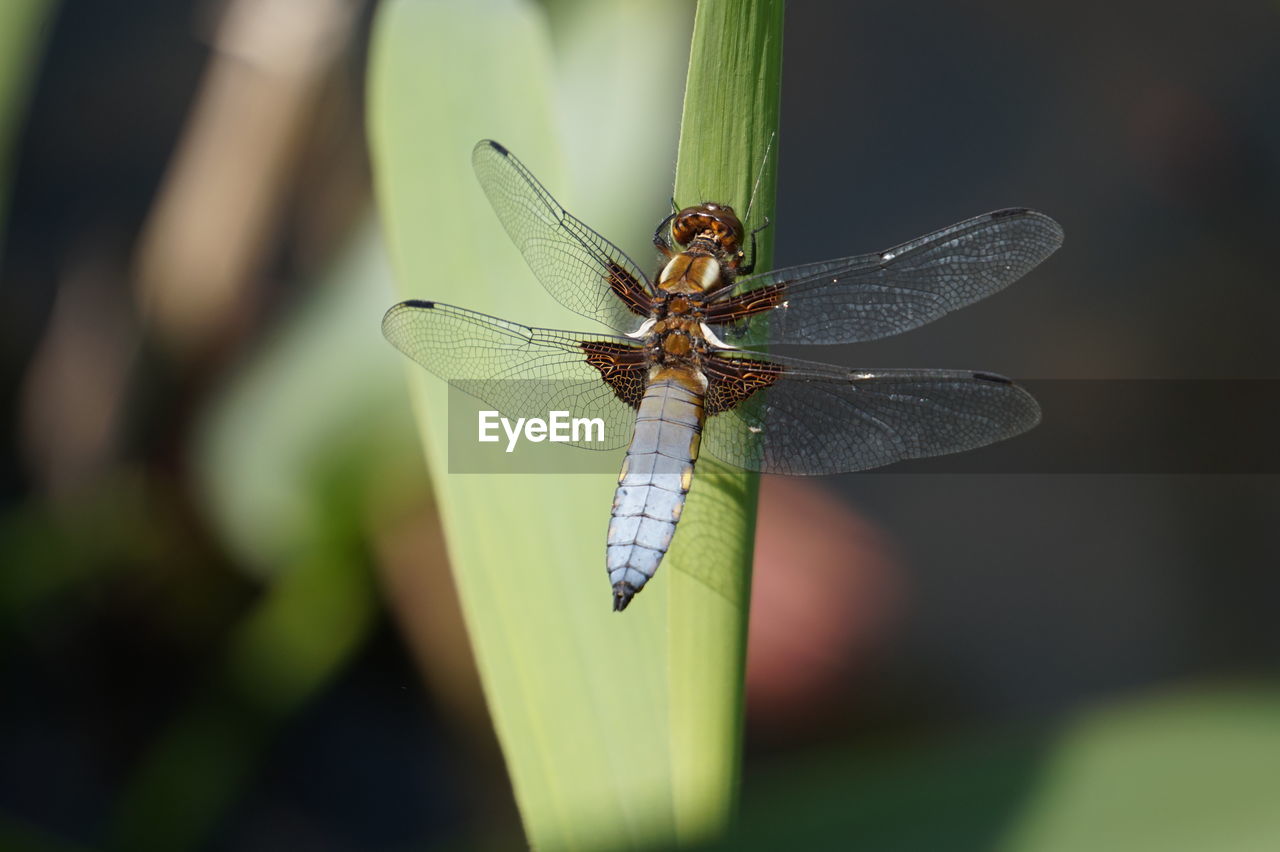 Close-up of dragonfly on leaf