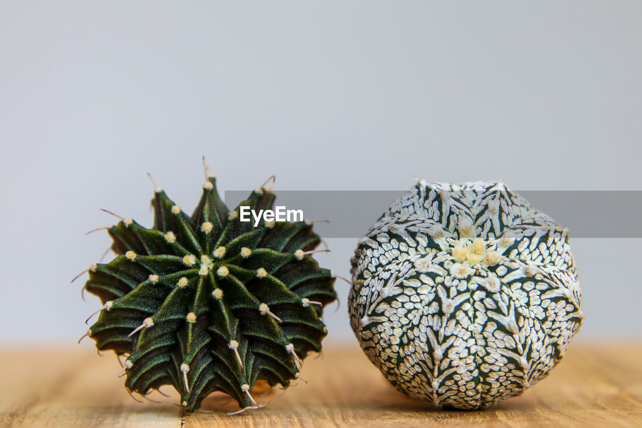 Close-up of succulent plant on table against white background