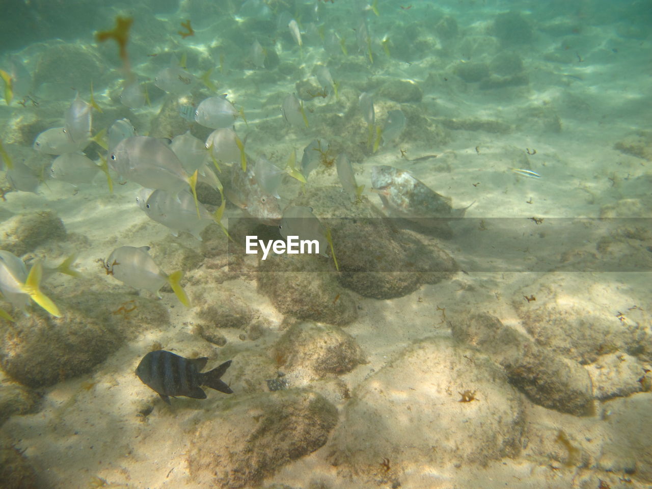 HIGH ANGLE VIEW OF TURTLE UNDERWATER