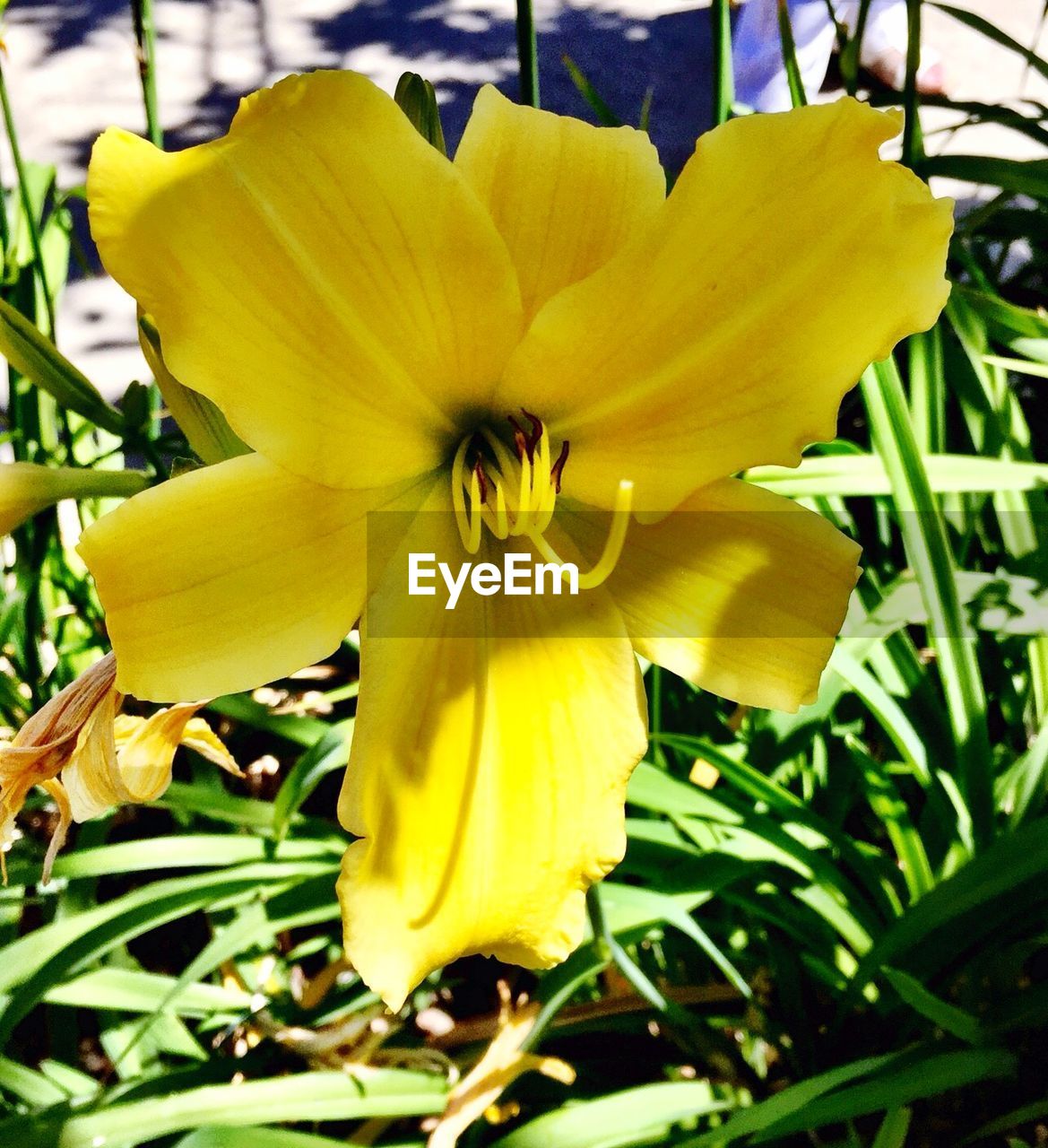 CLOSE-UP OF YELLOW FLOWER BLOOMING OUTDOORS