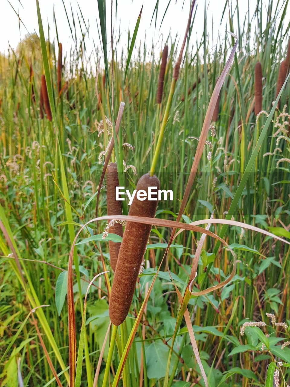 CLOSE-UP OF WILD MUSHROOM GROWING ON FIELD