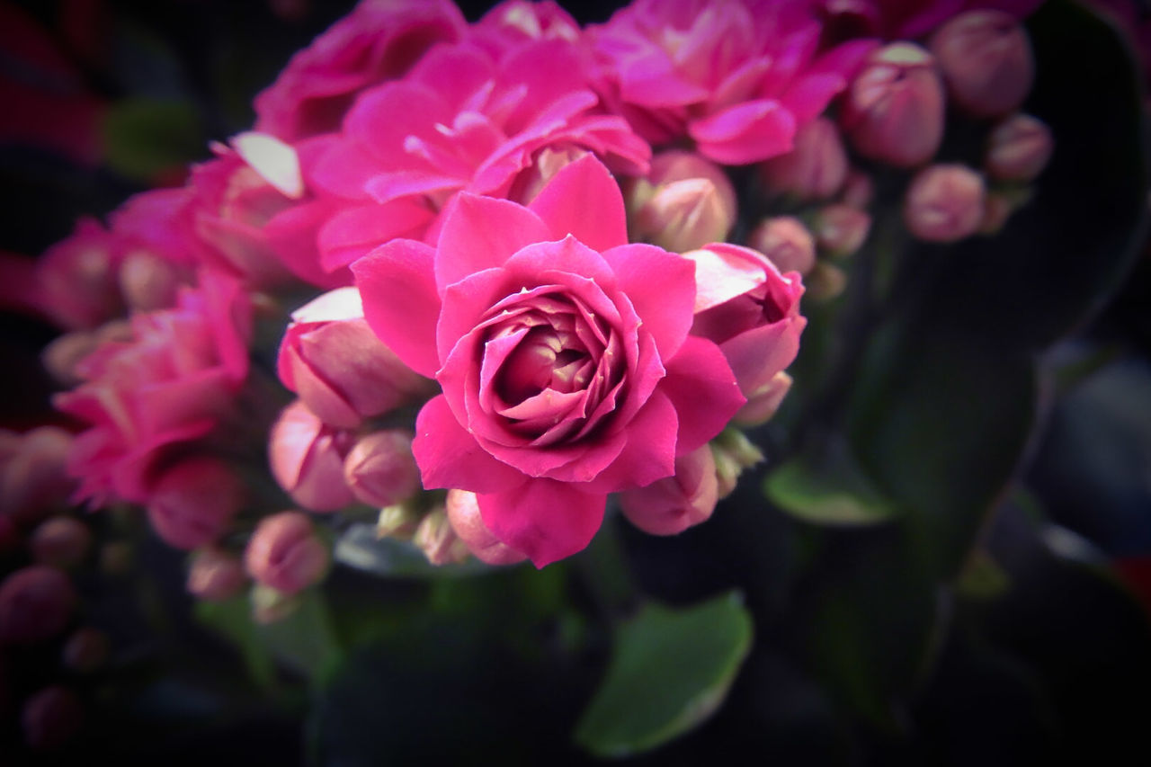 CLOSE-UP OF PINK ROSE