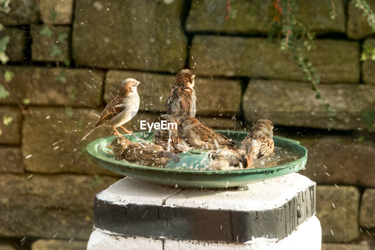 bird, animal themes, animal, water feature, bird bath, animal wildlife, no people, wildlife, nature, fountain, day, water, outdoors, group of animals, focus on foreground, sparrow, wall, architecture, wall - building feature, perching, statue
