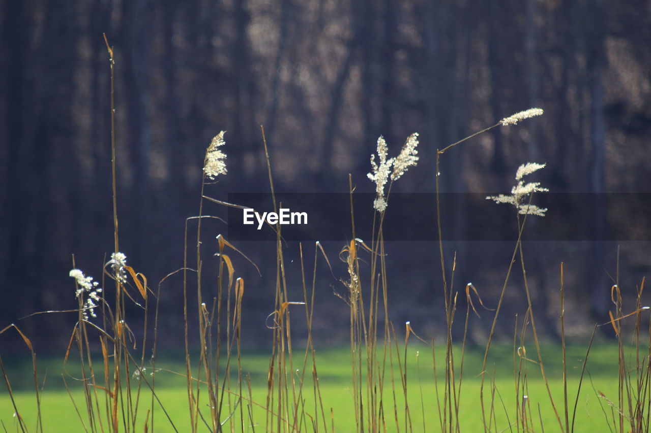 Close-up of dry plants on field