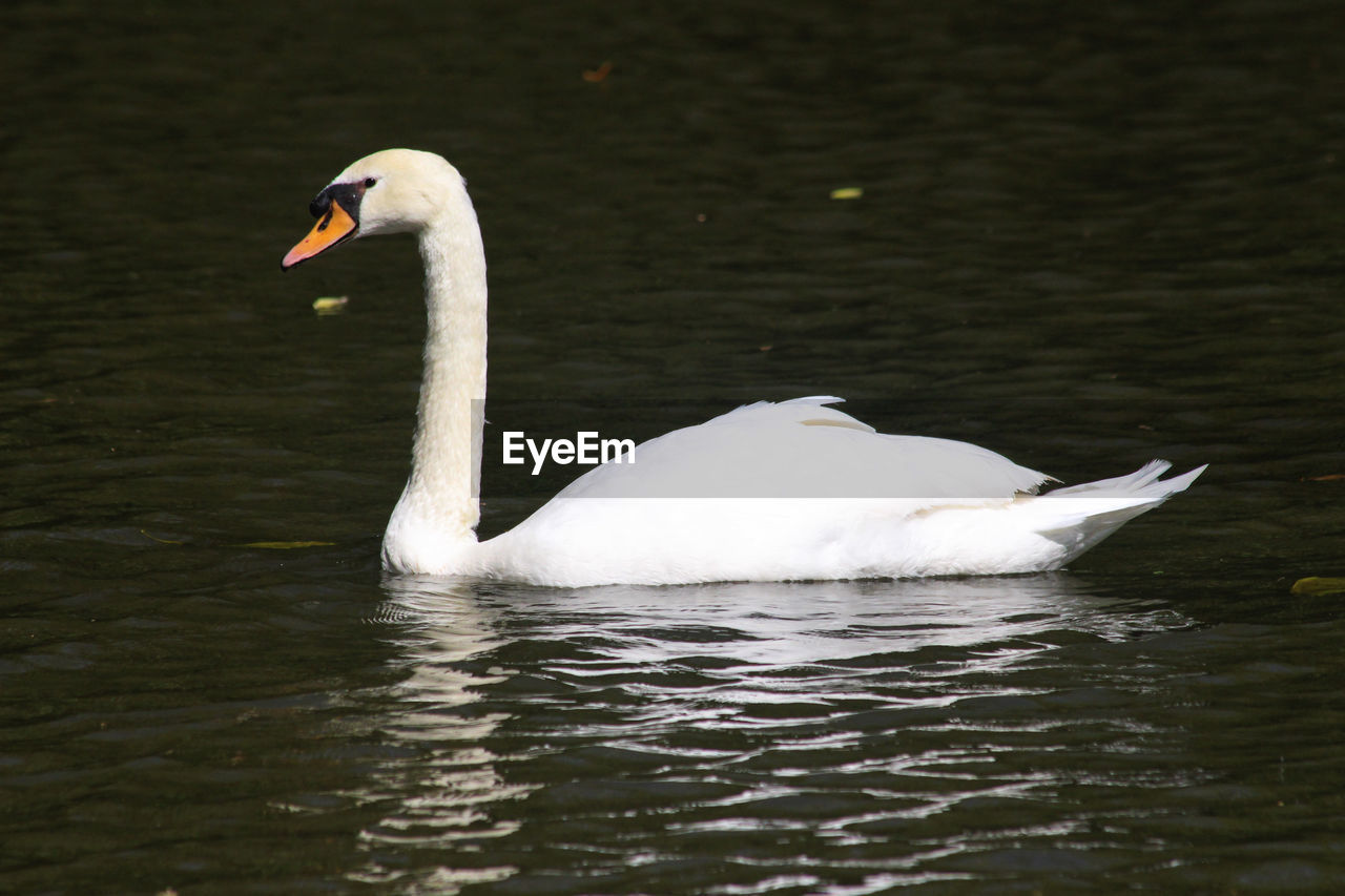 Animal Themes Animal Wildlife Animals In The Wild Bird Close-up Day Lake Nature No People One Animal Outdoors Swan Swimming Water Water Bird Waterfront White Color